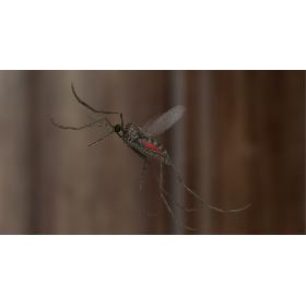 3D model Mosquito Common House (Animated)
